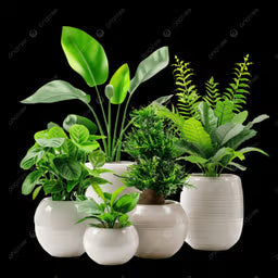 نباتات منزلية -Home Plants